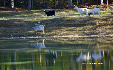 Goats by the lakeside