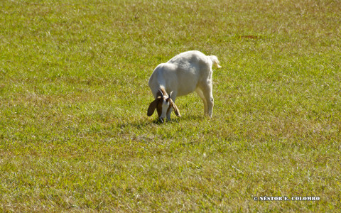 Goat at Pasture