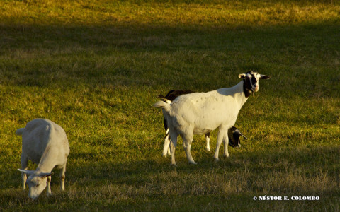 Goats at Pasture