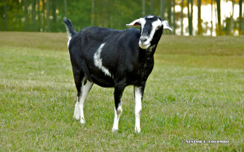 Goat at Pasture