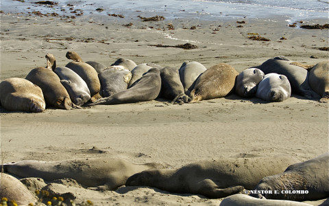 Elephant Seals - Cambria, CA