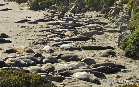 Elephant Seals - Cambria, CA