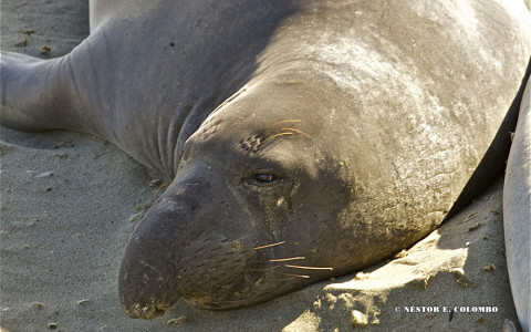 Elephant Seal - Cambria, CA