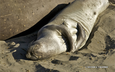 Elephant Seal - Cambria, CA