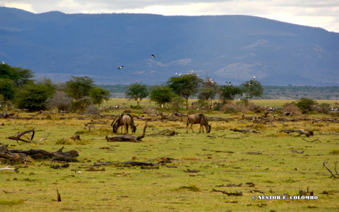 African Safari