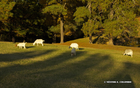 Goats at Pasture